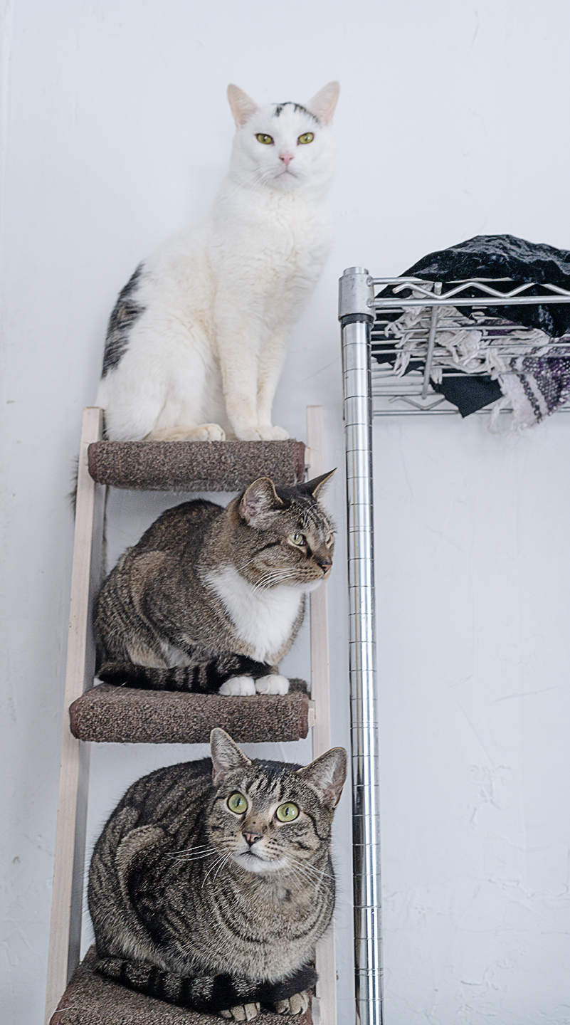 Top Cat Sanctuary cat photo